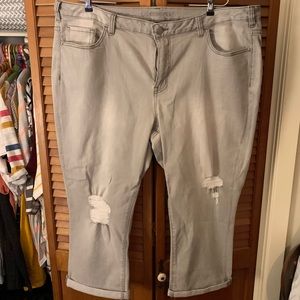 Lane Bryant distressed gray crops